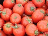 قیمت گوجه فرنگی
