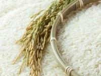 قیمت برنج
