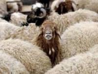 گوسفند قربانی