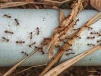 حقایقی درباره مورچه ها