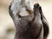 سمور-پنگوئن-مارمولک