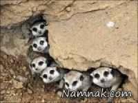 تصاویر-بدون-شرح-حیوانات