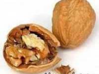 گردو