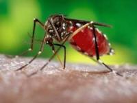 بیماری چیکونگونیا