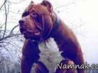 سگ پیت بول غول پیکر