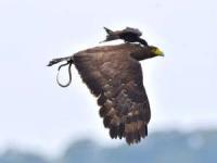 قرار گرفتن پرنده روی عقاب