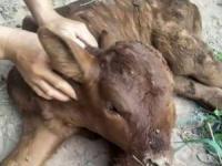 گوساله دو سر