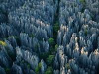 جنگل سنگی ماداگاسکار
