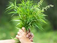 پرورش گیاه دارویی در خانه