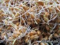 جوانه گندم