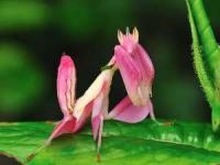 حیوانات زیبا