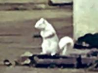 نایاب ترین گونه سنجاب