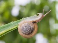 عجیب ترین حلزون دنیا