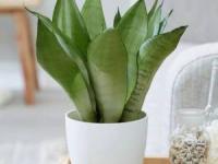 نگهداری از گیاه سانسوریا