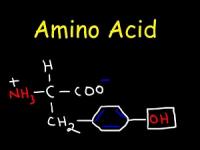 آمینو اسید