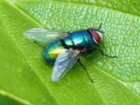 دفع مگس ها از خانه