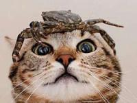 سوار شدن حیوانات روی یکدیگر