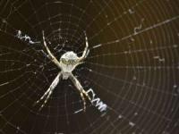 حیوانات نادر