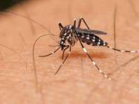 گزیدگی حشرات