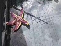 موجودات دریایی