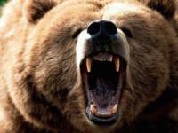 حمله وحشیانه خرس