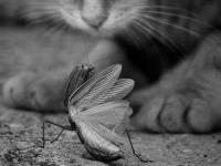 تصاویر هنری