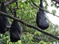 بارش باران خفاش