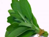 گیاه مرموک