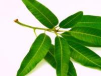 خواص برگ انبه