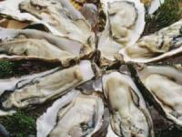 خواص صدف خوراکی