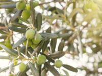 خواص برگ زیتون