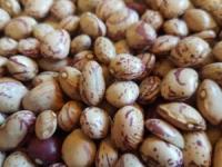لوبیا چیتی