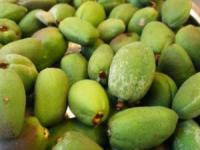 عوارض چغاله بادام