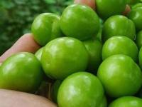 گوجه سبز