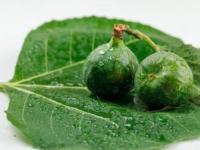 خواص برگ انجیر