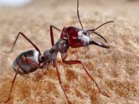 خوراک مورچه