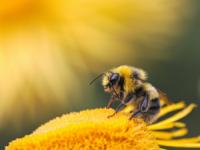 روز جهانی زنبور