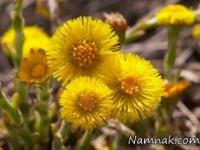 گیاه پای خر