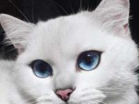 گربه چشم آبی