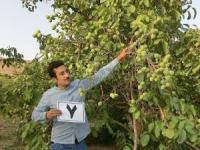 نهال بادام و گردو