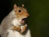 دانستنی جالب در مورد حیوانات