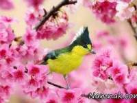 اشعار زیبای بهاری