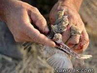 گنجشک کبابی