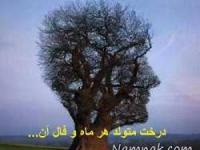فال درخت