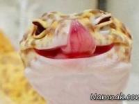 مارمولک