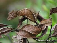 شگفت انگیزترین حیوانات