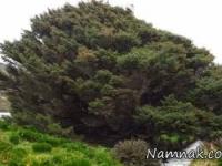 تنهاترین درخت