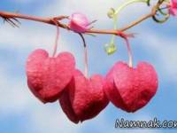اس ام اس و عکس عاشقانه جدید