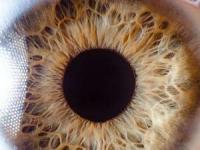 شخصیت شناسی حیوانات