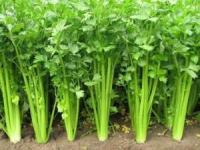 گیاه کرفس
